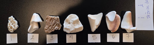 Handmade Shell Magnets – Choose Your Design – One-of-a-Kind Pressed Flower & Botanical Shell Refrigerator Magnets