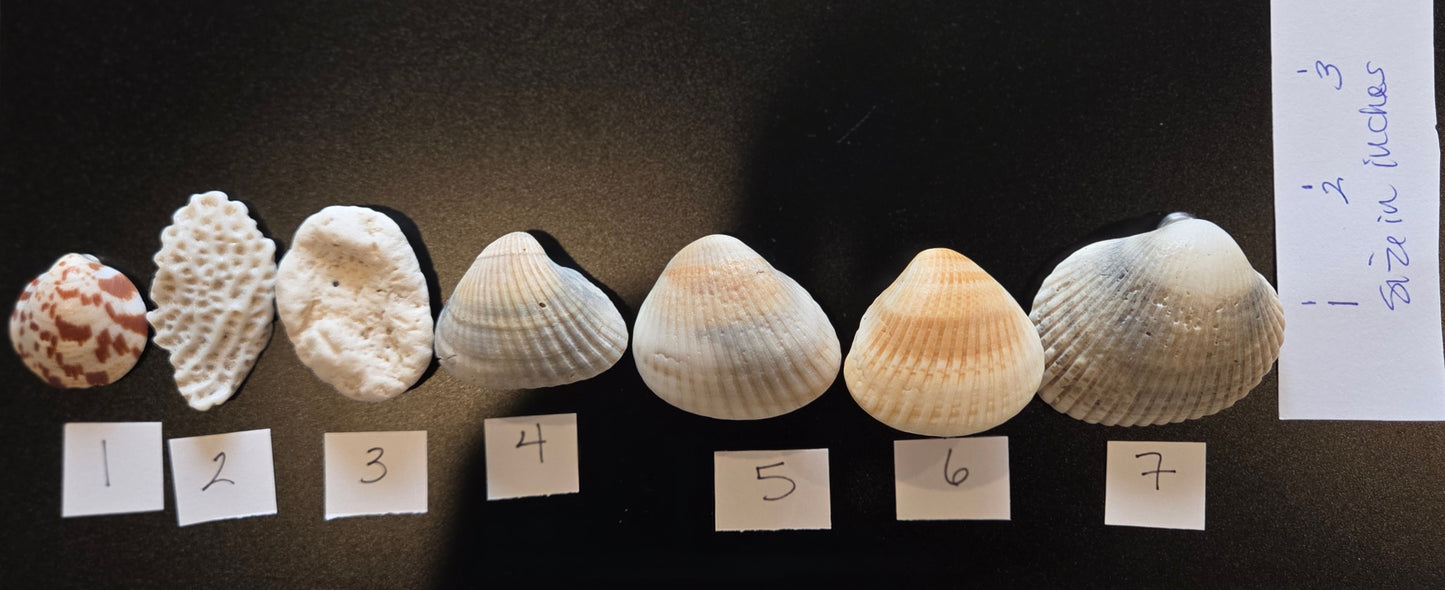 Natural Shell Magnets – Choose Your Design – One-of-a-Kind Coastal & Beach Refrigerator Magnets